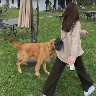 功能失常的猫